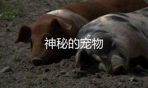 神秘的宠物