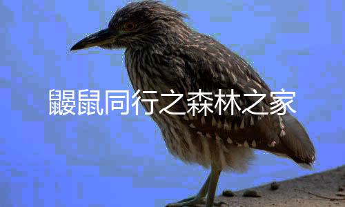 鼹鼠同行之森林之家